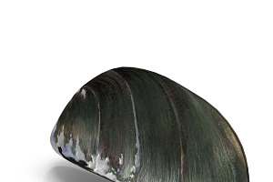 Mussel