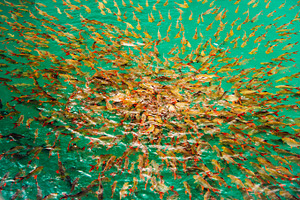 FEEDING Fish