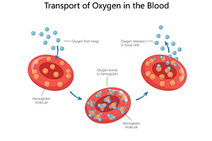 Oxygen Transport in Blood structure, a Healthcare Illustration by AlexArt