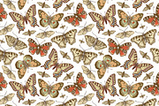 Seamless Butterflies Moth insects, a Pattern Graphic by Vintage (Thumbnail 5 of 13)
