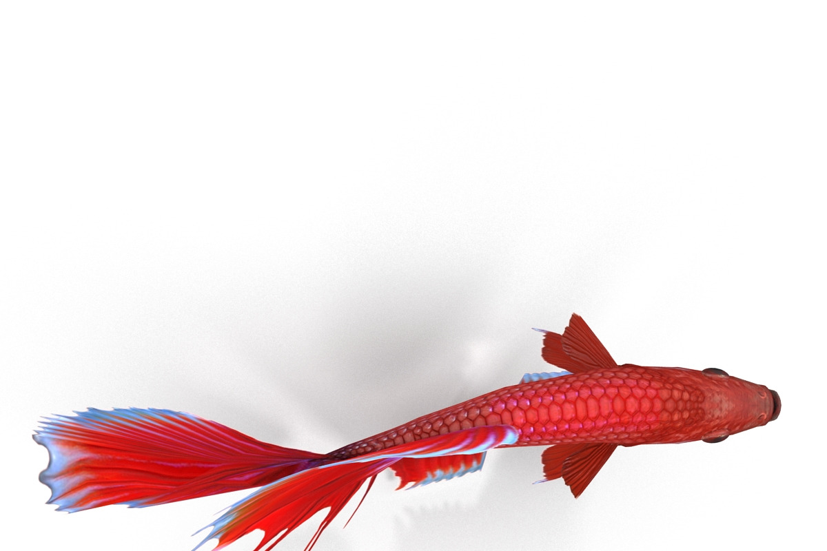 Betta Fish, an Animal 3D Model by AndrewWhite (Photo 8 of 11)