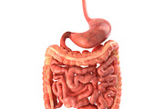 Human internal organs, a Characters & Person 3D Model by konstantin.ermolaev (Thumbnail 23 of 46)