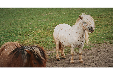 Pony with unique spots and long mane, an Animal Photo by Our Amazing World