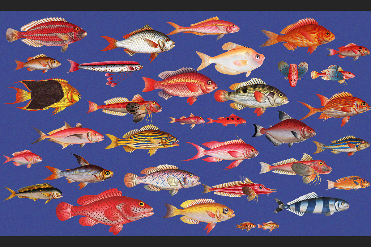 Sea World Vintage Illustrations, an Object Graphic by Lilithcollageart (Photo 5 of 7)