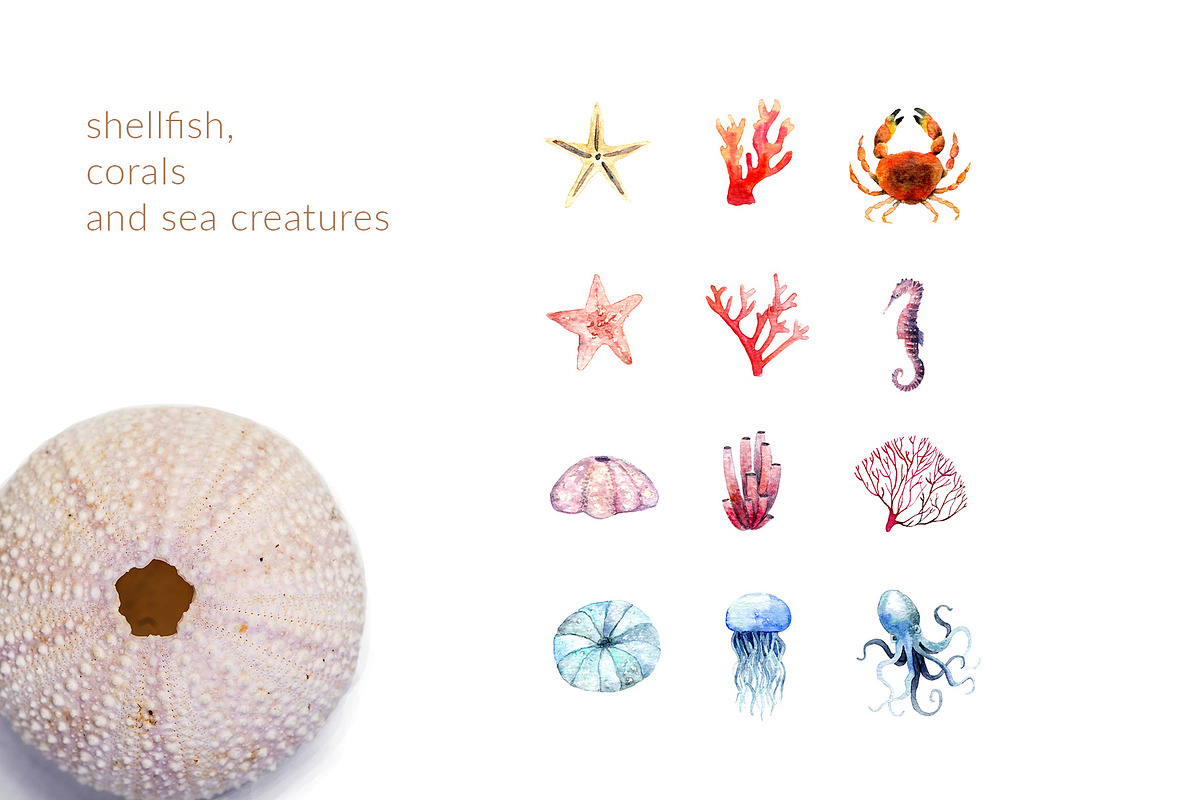By The Sea – Watercolor Collection, an Illustration by SophieLittleEye (Photo 3 of 12)