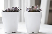 Purple Succulents & Neutrals, a Cups & Container Mockup by Greenleaf Images (Thumbnail 6 of 6)