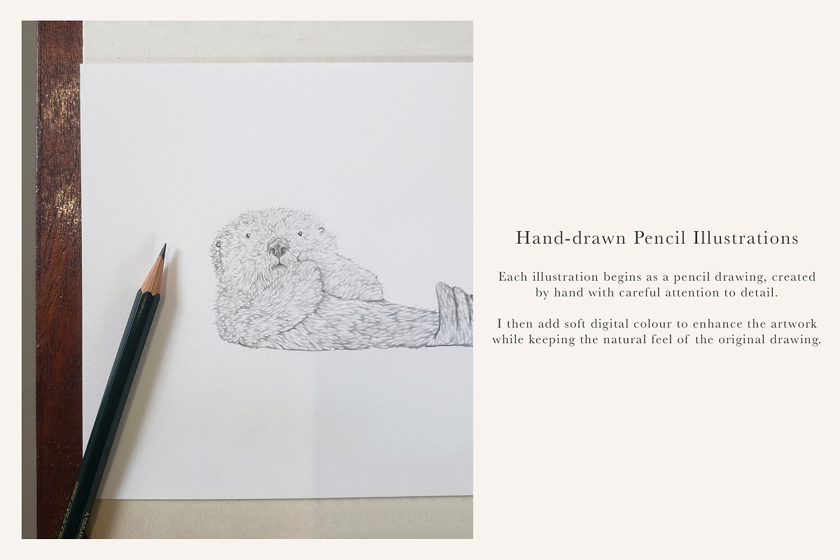 Ocean Species Set - Hand-drawn PNGs, an Animal Illustration by LaurenFittonIllustration (Photo 9 of 10)