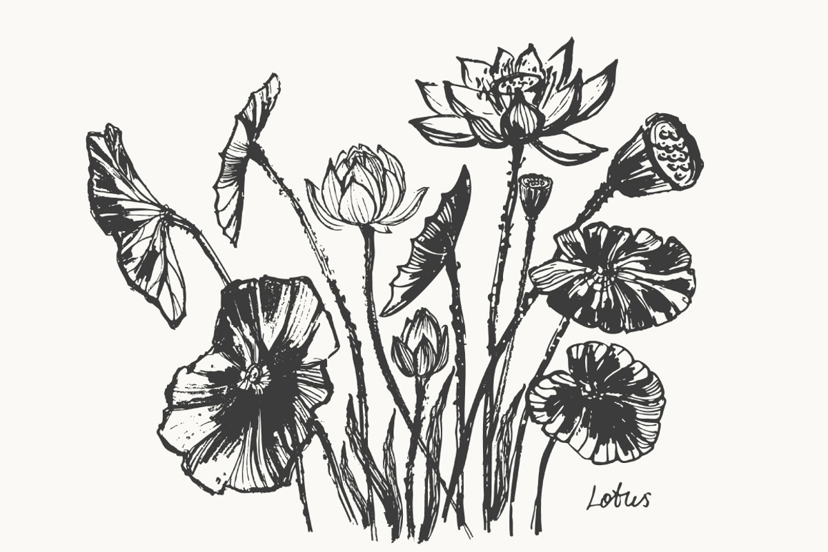 Lotus floral set, a Decorative Illustration by katya.bogina (Photo 4 of 5)