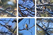 6 Image Bundle: Winter Birds, a Nature Photo by Happiestscone Photography (Thumbnail 2 of 2)
