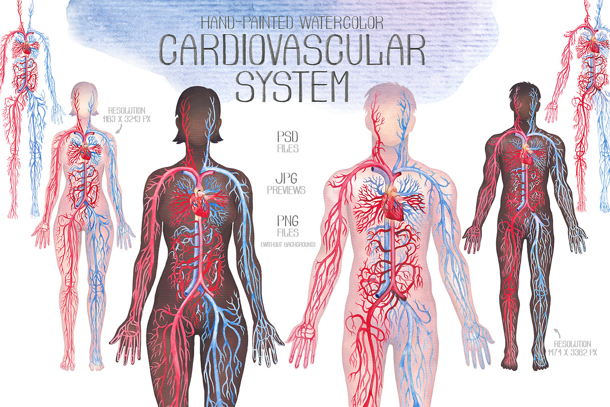 Watercolor anatomical body charts, a Healthcare Illustration by Ekaterina Glazkova (Photo 5 of 8)