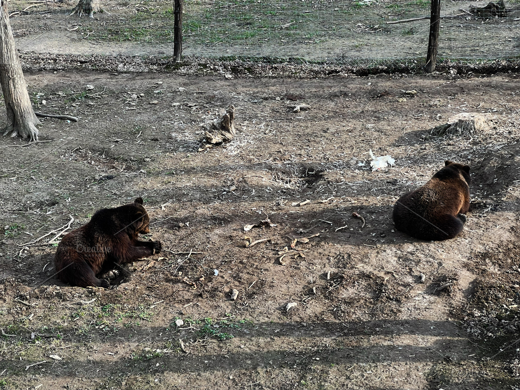 Brown bears sitting outdoors in a natural wildlife habitat on a sunny day, a Photo by AS photostudio