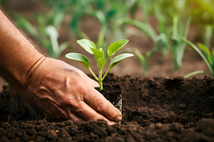 Planting Seedling in Fertile Soil by, a Nature Photo by Stock Shape