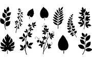 Botanical Leaf Silhouette, an Object Graphic by Creativeshirt (Thumbnail 12 of 19)