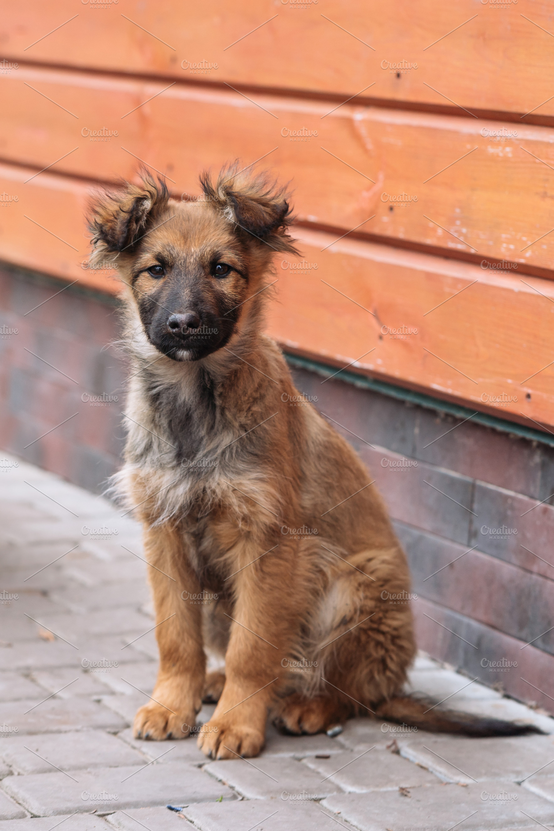 Small Puppy Sitting Near Wooden Wall Outdoors, an Animal Photo by Red Hot Chili Pepper Shop