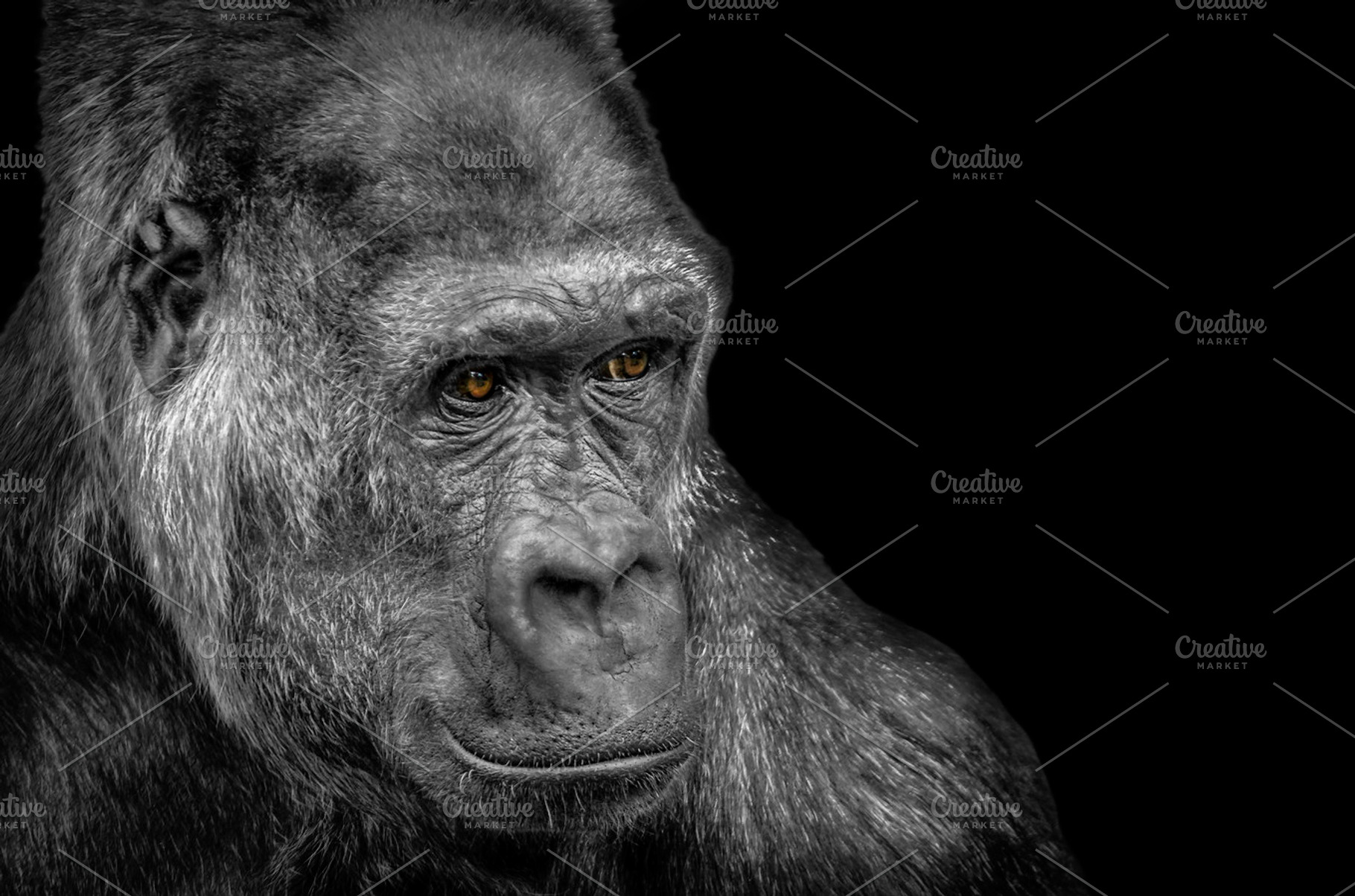 Silverback gorilla stock picture, an Animal Photo by Shoey Photography