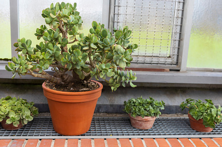 crassula arborescens, Jade plant