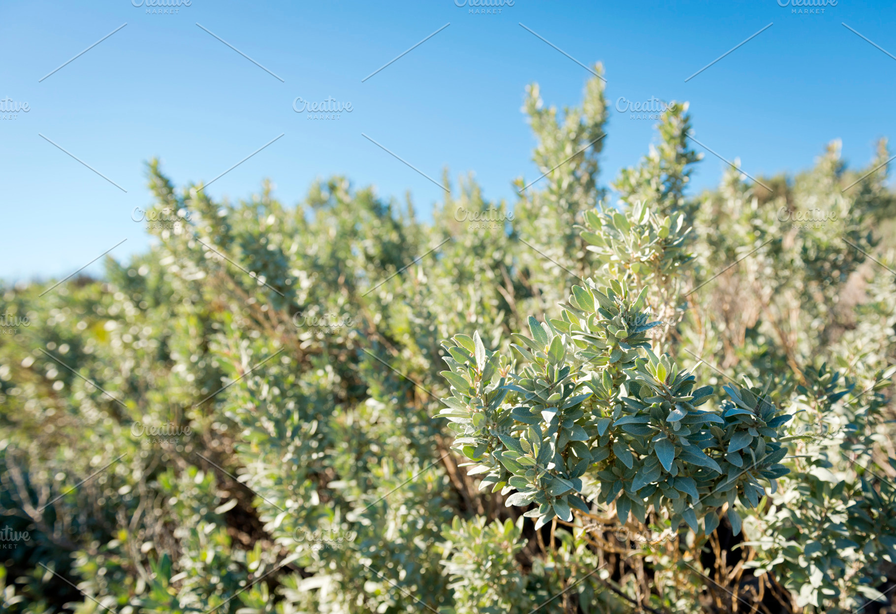 Saltbush, a Nature Photo by THP Creative