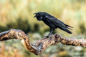 Raven featuring corvus, raven, and animal
