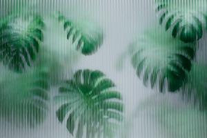 Monstera behind reeded glass panel, a Nature Photo by hitdelight