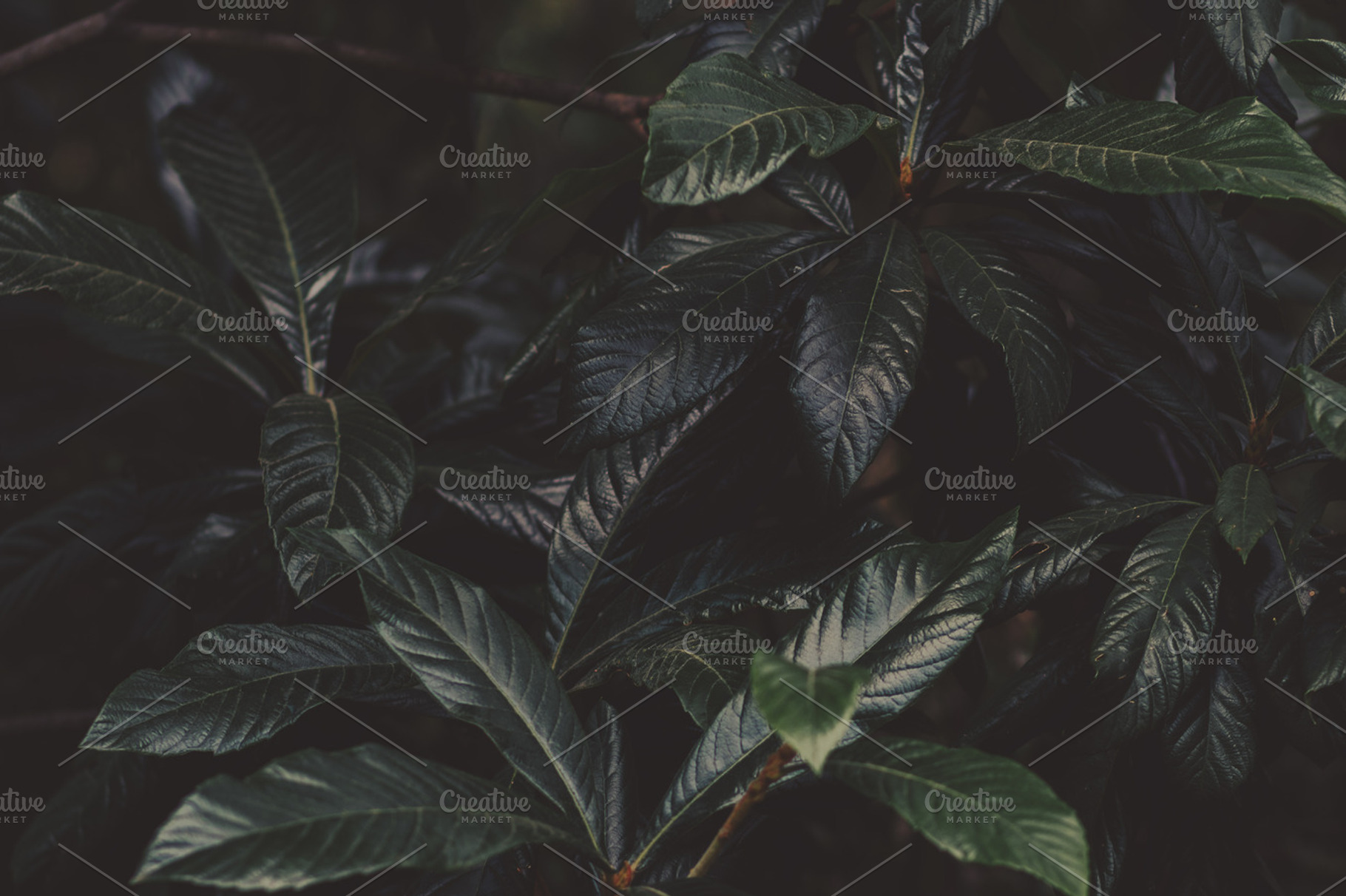 Dark and Moody Foliage Leaves photo, a Nature Photo by René Jordaan Photography