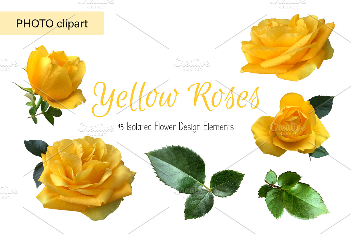 Roses Photo clipart, a Nature Photo by Contes_de_fée (Photo 1 of 4)