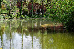 Beautiful lake view with swan at Caldas da Rainha, Portugal, surrounded by gree, a Photo by AS photostudio