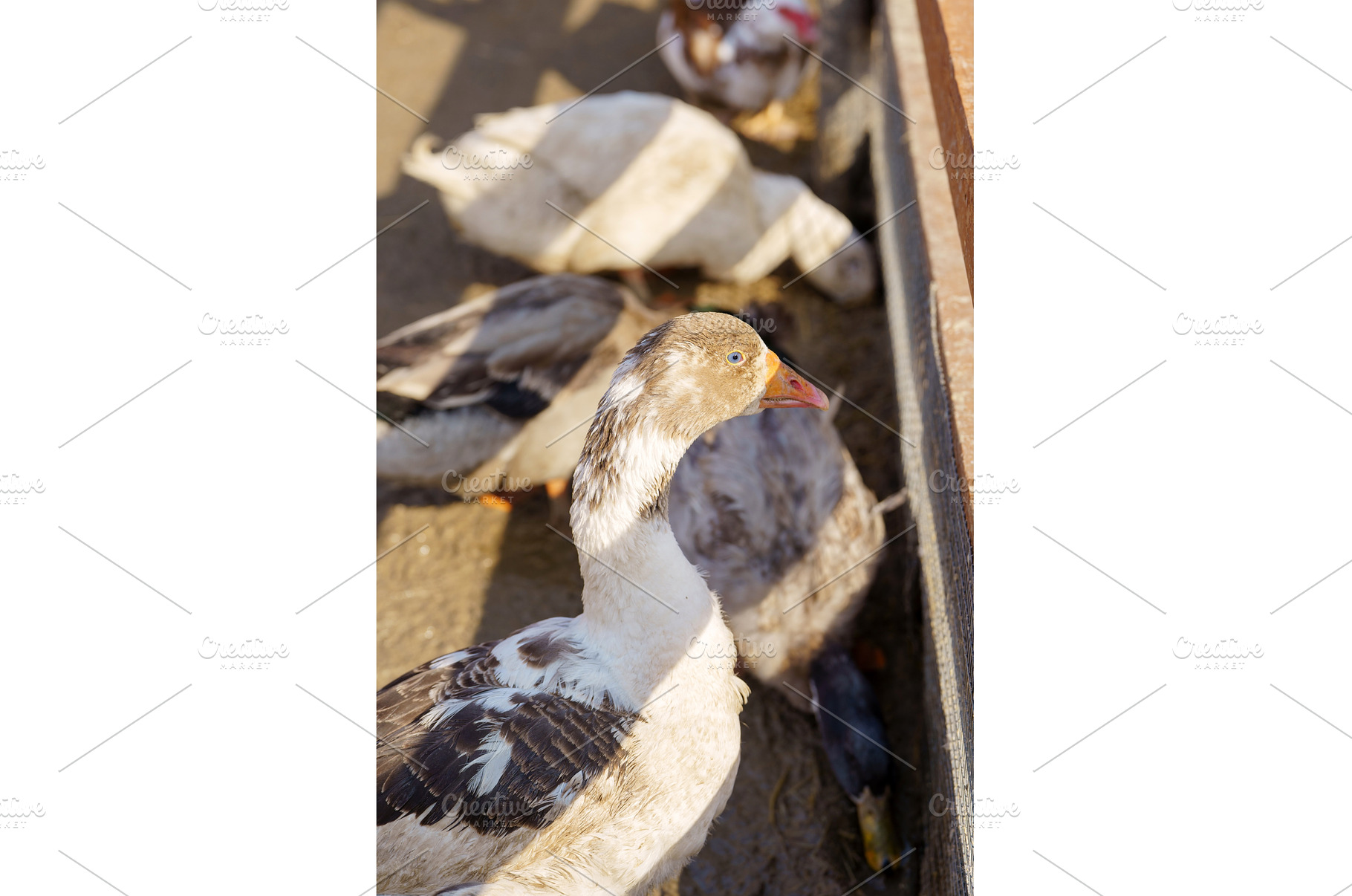 Ducks gather around a feeding trough, a Nature Photo by darksoul72
