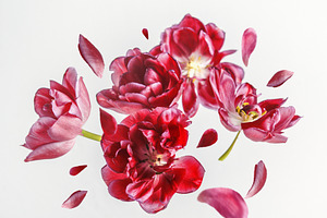 PNG - Flying red flowers and petals, a Nature Photo by VICUSCHKA