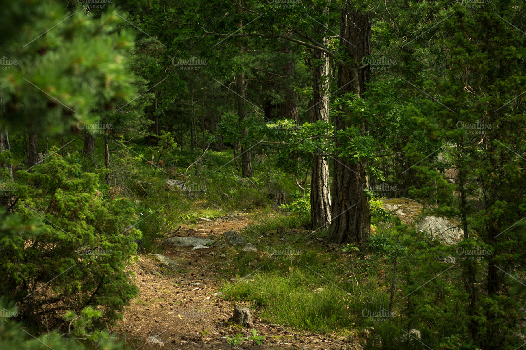 Into the wild stock photograph, a Nature Photo by Riho Rannamäe