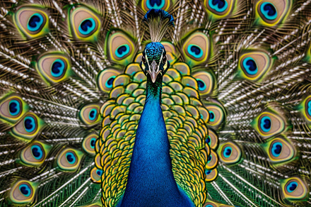 A striking peacock stands majestical, a Photo by Tanuart