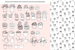 Succulents & Cactuses Illustrations