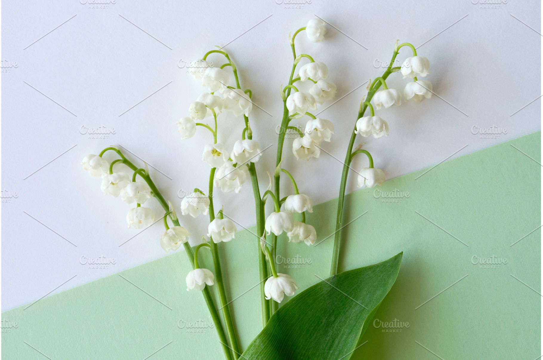 Fresh lily of the valley flowers on, a Photo by tilialucida