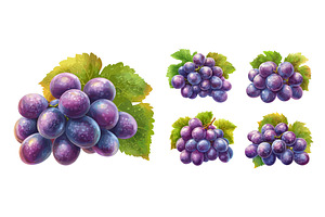 Purple berries bunches grapes, a Food Illustration by Valerie Bodnar