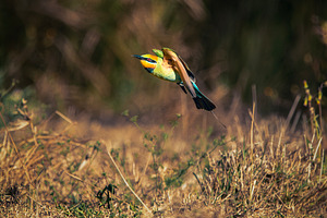 Rainbow Bee-eater