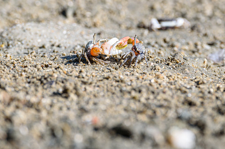 Fiddler crabs, small male sea crab are fighting