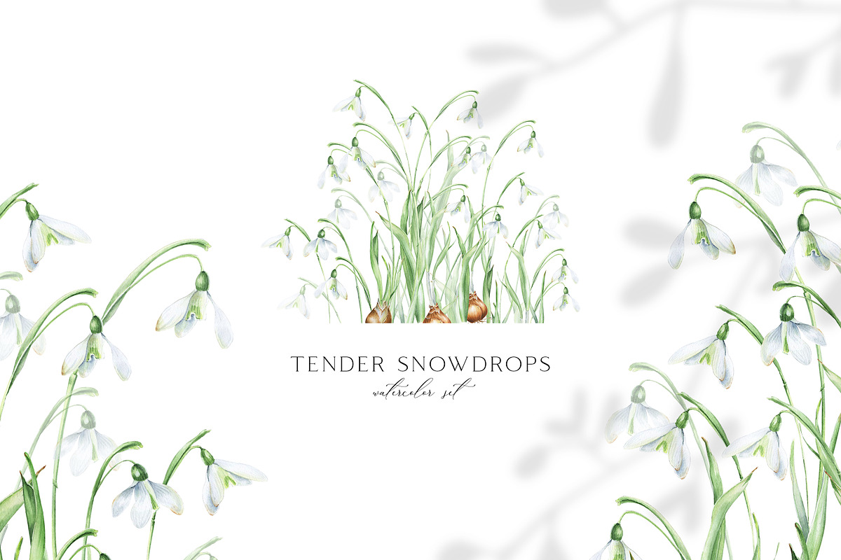 Snowdrops botanical illustration, an Illustration by Olga Koelsch (Photo 1 of 7)