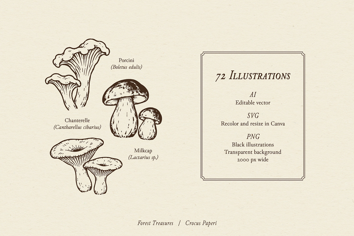 FOREST TREASURES illustrations, a Seasonal Illustration by Crocus Paperi (Photo 3 of 8)