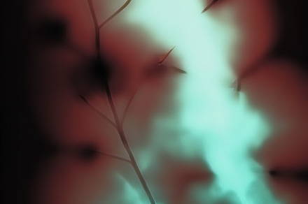 Lumen Prints - Botanical Beauty, an Abstract Photo by bbymedia.store