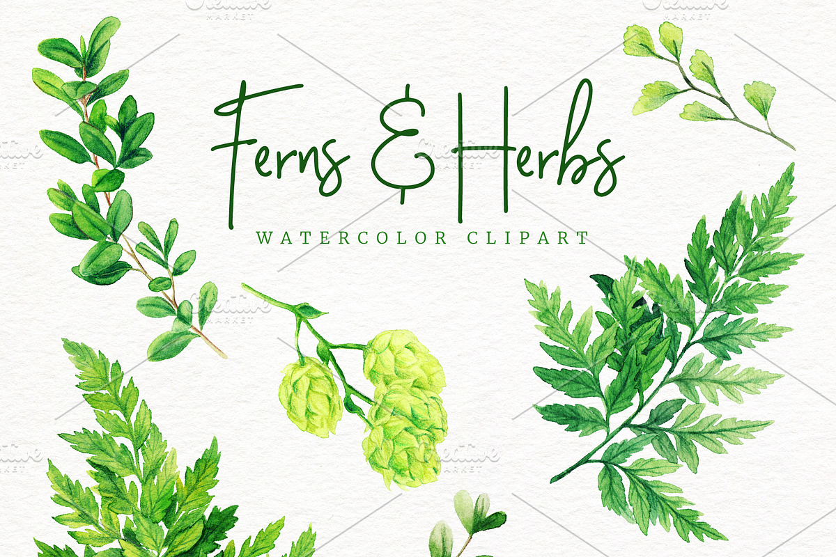 Ferns. Watercolor Botanical Clipart, an Object Graphic by JSolomatina (Photo 2 of 3)