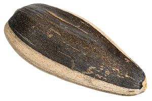Close-up of a single sunflower seed. Texture of striped black an, a Food & Drink Photo by ndanko
