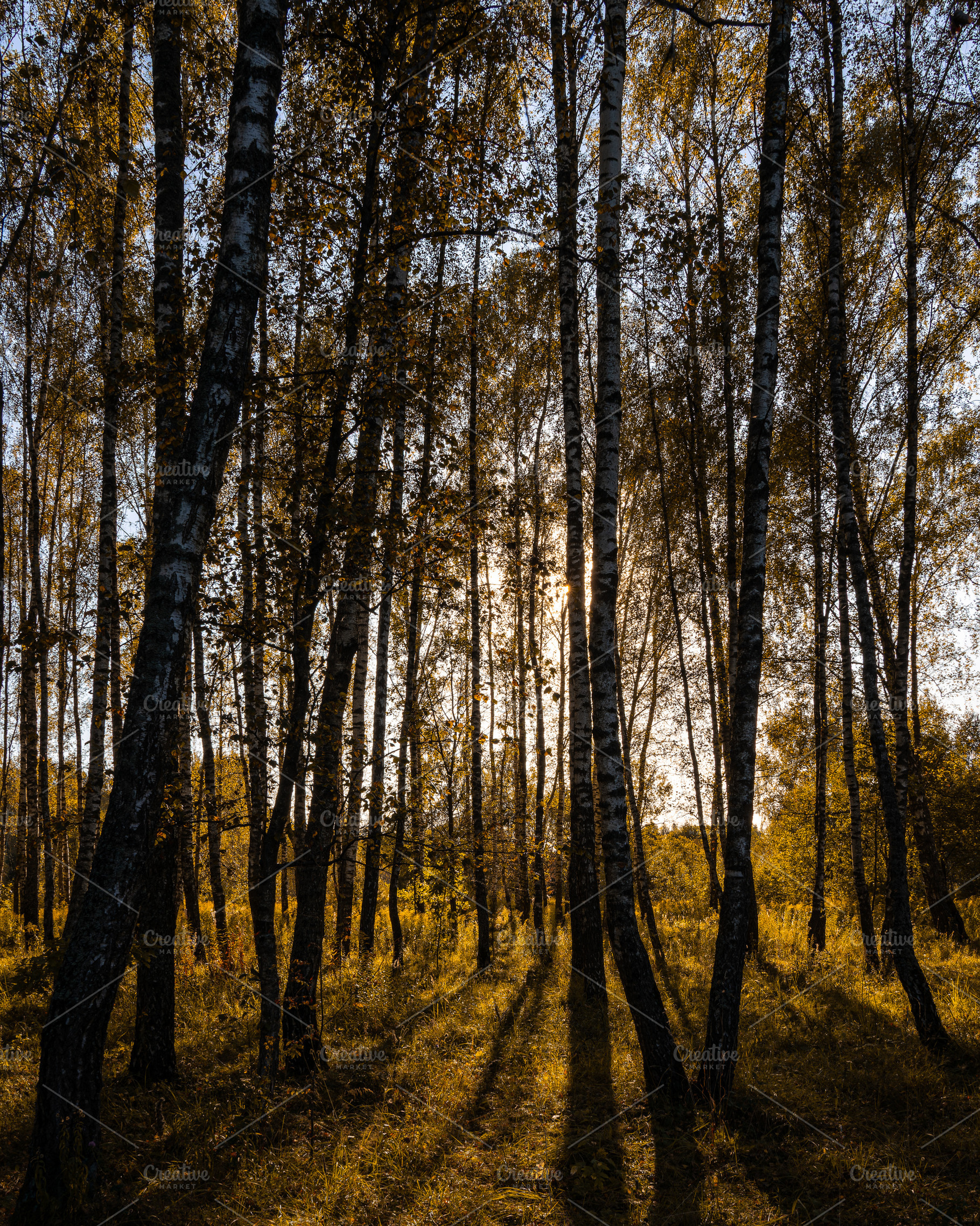 Sun setting through birch tree forest. Golden light illuminating autumn landsca, a Nature Photo by Eugene_Photo