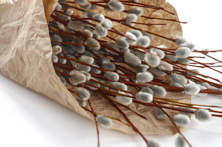 A bouquet of willow seals lies on old kraft paper, in retro styl, a Nature Photo by TanaCh