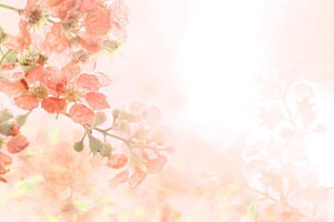  Soft sweet orange flower