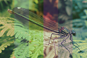 Essential Gradient Filters, a Gradient Add-On by isc (Thumbnail 2 of 2)
