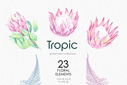 Tropic protea, watercolor clip art, a Seasonal Illustration by katmonne (Thumbnail 2 of 9)
