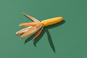 Maize isolated on a green background. Single ripe corn in bright