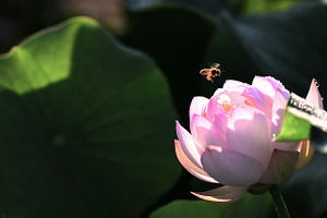 Honey Bee and Lotus Flower
