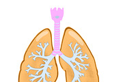 Biology & Anatomy goodnotes stickers, an Education Illustration by Noorist (Thumbnail 23 of 32)