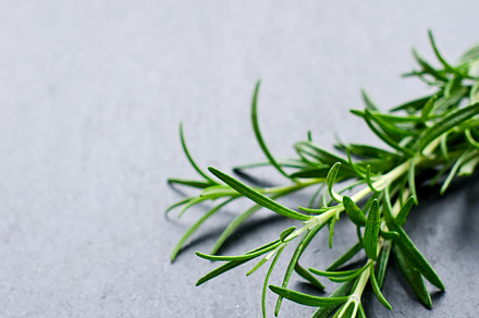 Rosemary twigs on black copy space