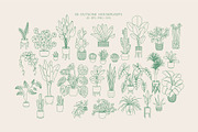 Home Plants | House Plants in Pots, a Decorative Illustration by Berentine.art (Thumbnail 8 of 16)